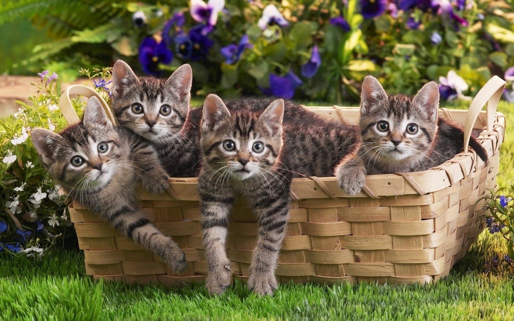Free download Kitten background ID:426519 hd 1680x1050 for computer