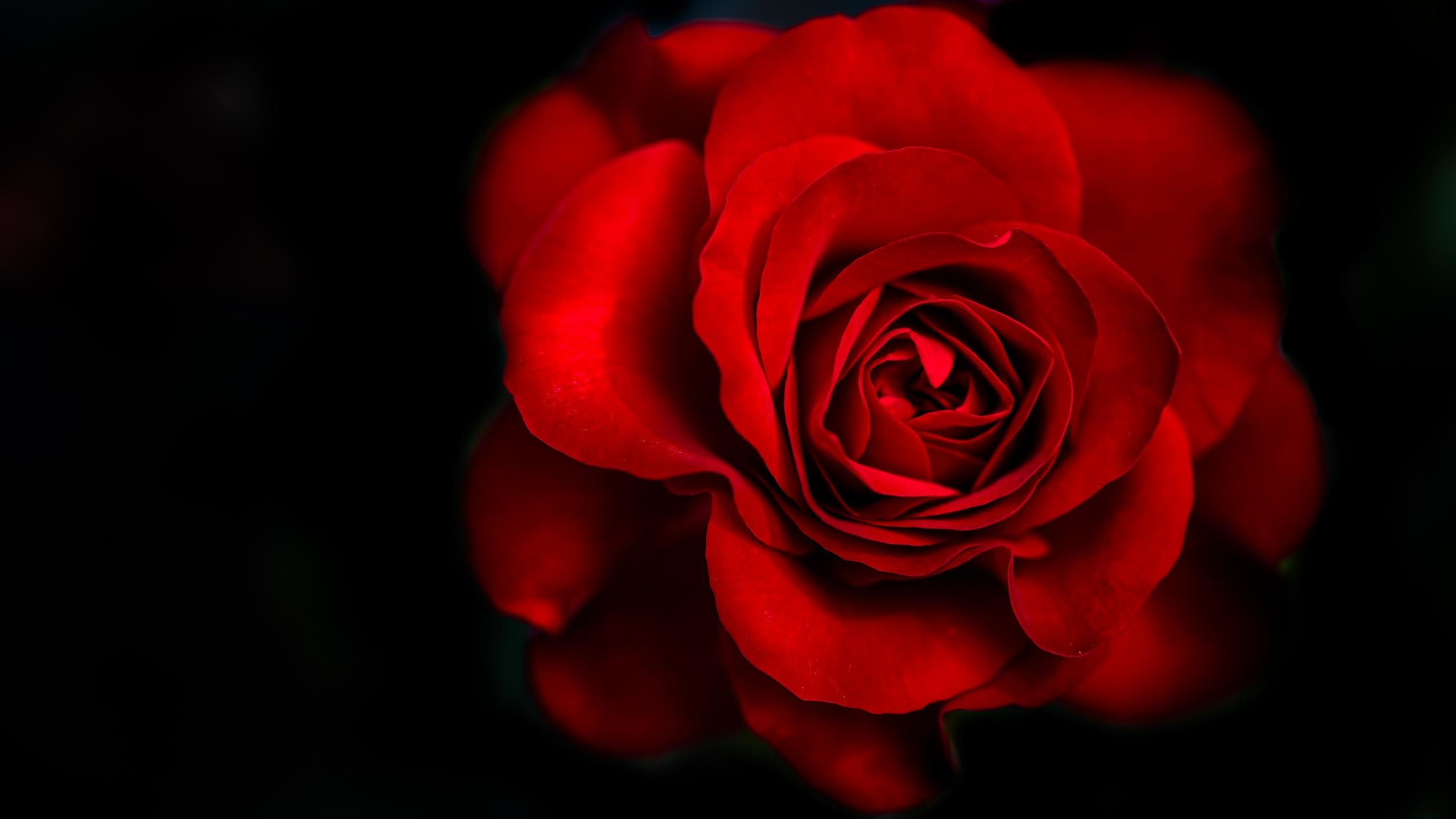 Awesome Rose free background ID:473057 for hd 2560x1440 computer