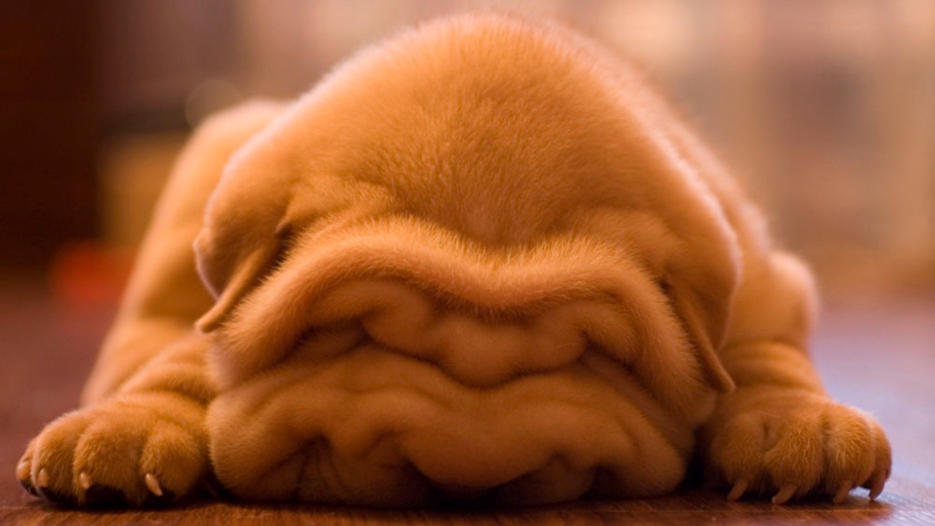 Download hd 1080p Shar Pei desktop background ID:376278 for free