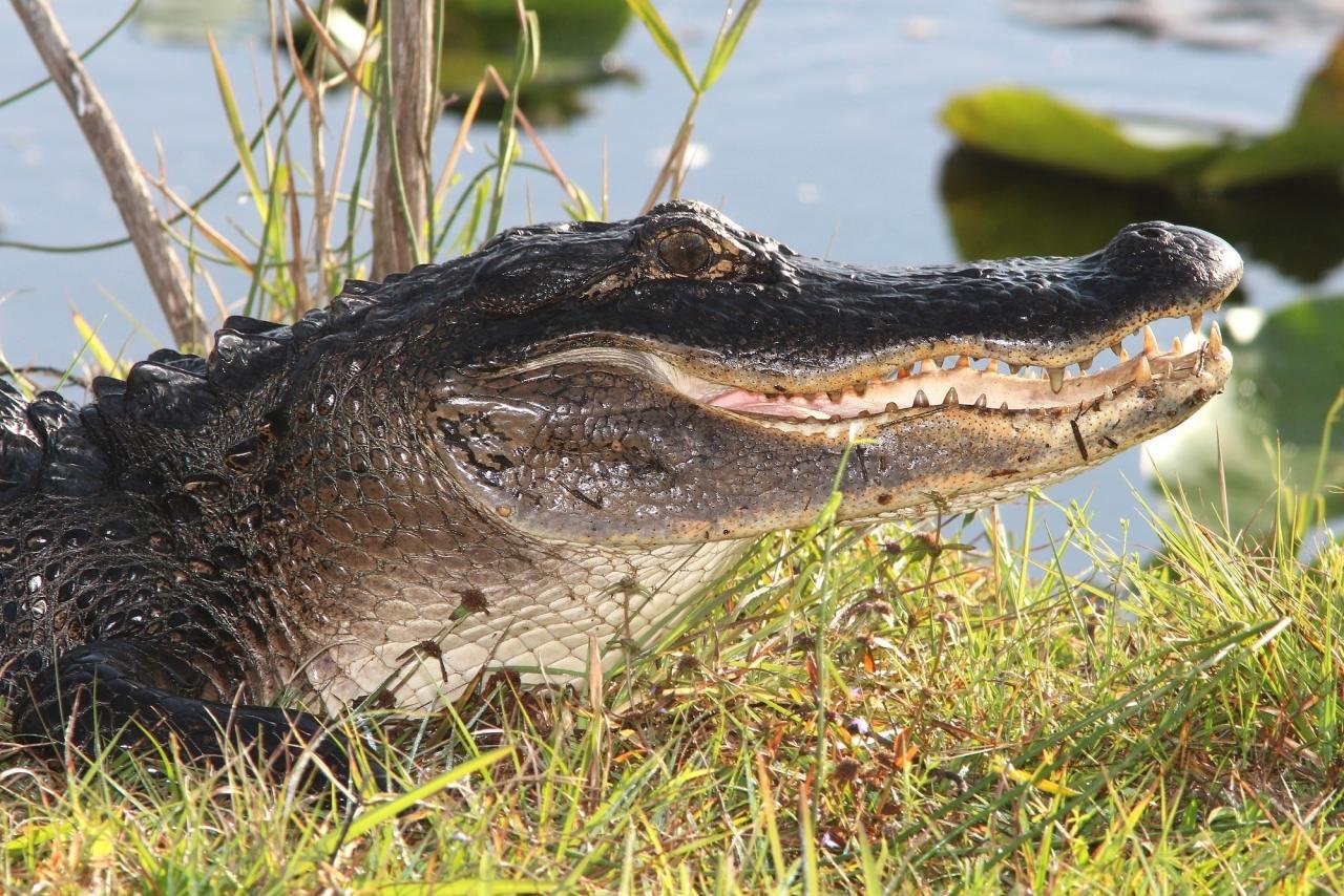 Best Alligator background ID:59660 for High Resolution hd 1280x854 PC