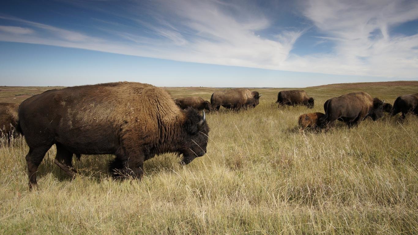 High resolution Bison hd 1366x768 background ID:130633 for computer