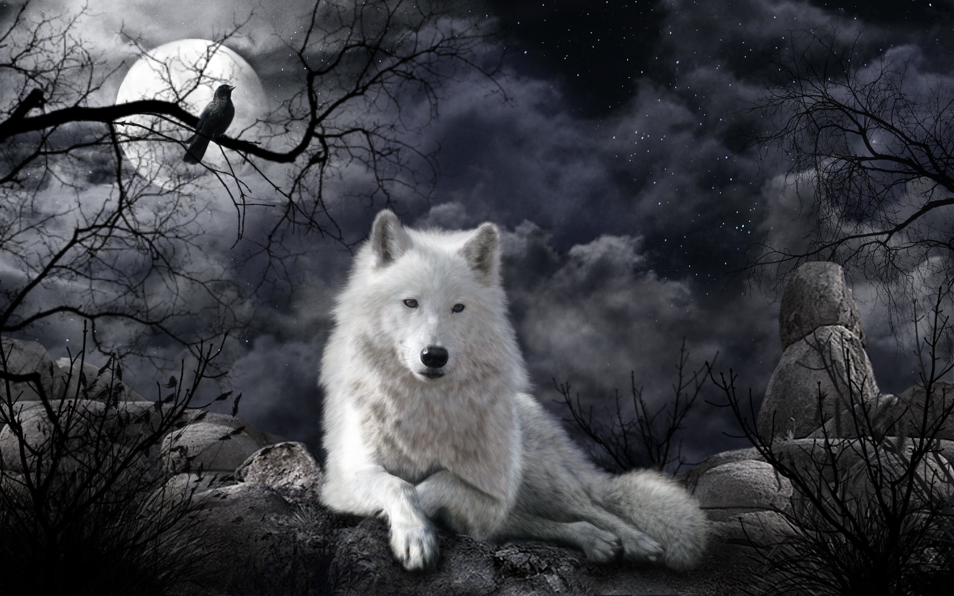 Free White Wolf high quality background ID:118219 for hd 1920x1200 desktop