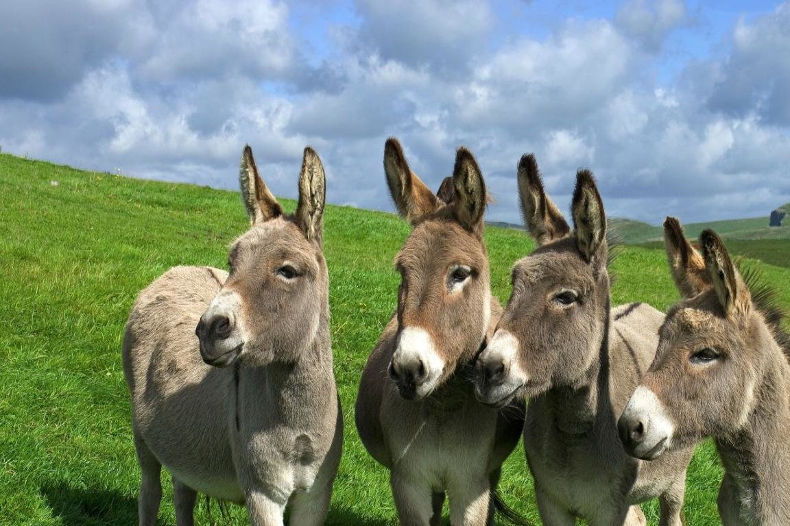 Best Donkey background ID:194064 for High Resolution hd 1152x768 computer