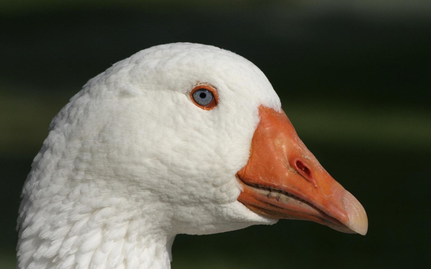 Best Goose wallpaper ID:142404 for High Resolution hd 1440x900 computer