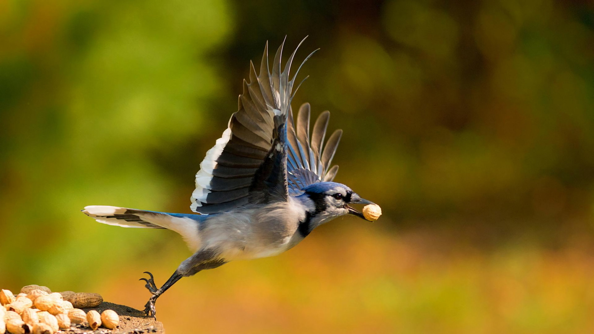 Awesome Blue Jay free wallpaper ID:158379 for full hd 1080p PC