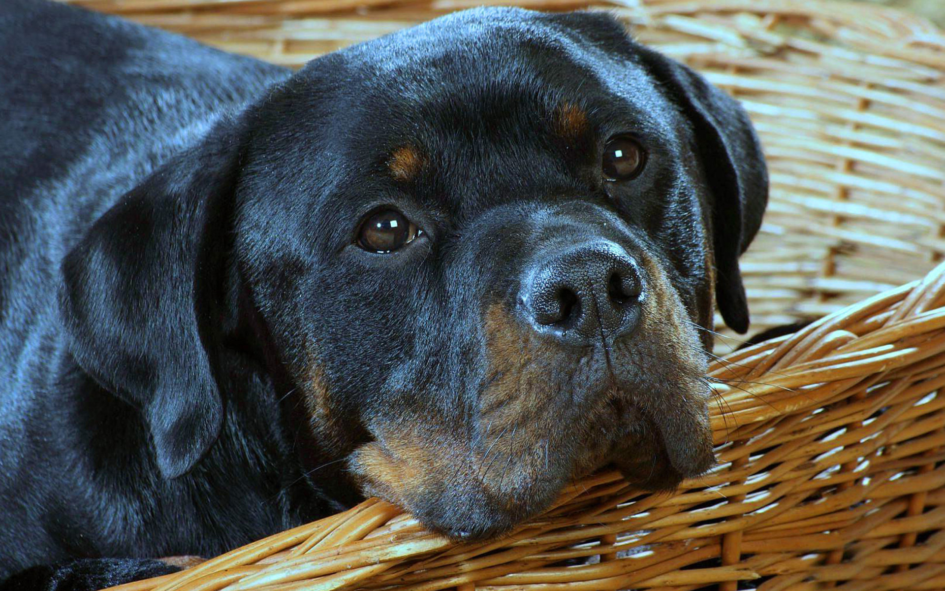 Awesome Rottweiler free wallpaper ID:68588 for hd 1920x1200 computer