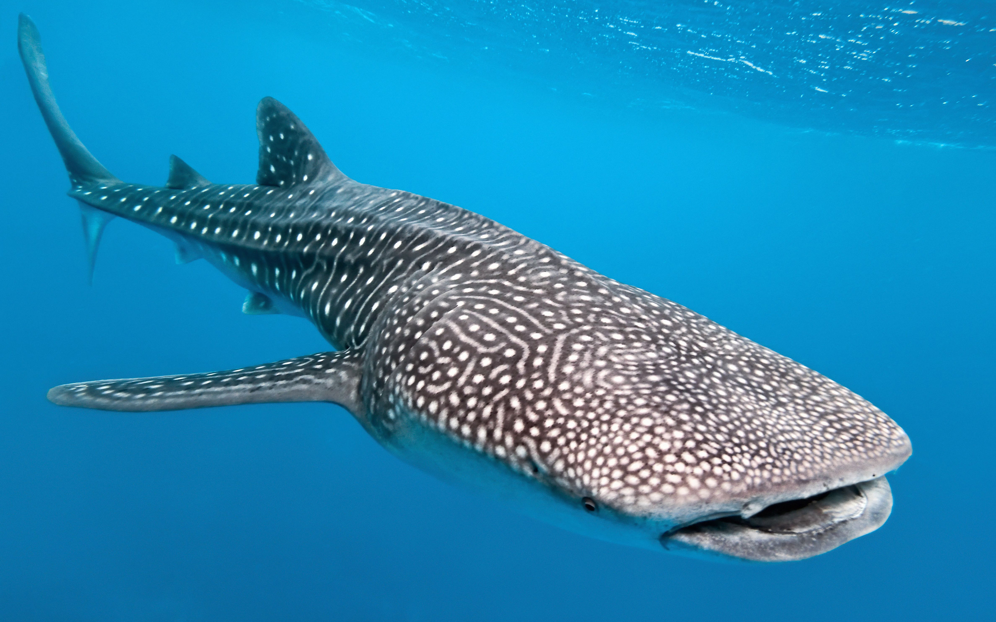 Free download Whale Shark wallpaper ID:134821 hd 3840x2400 for computer