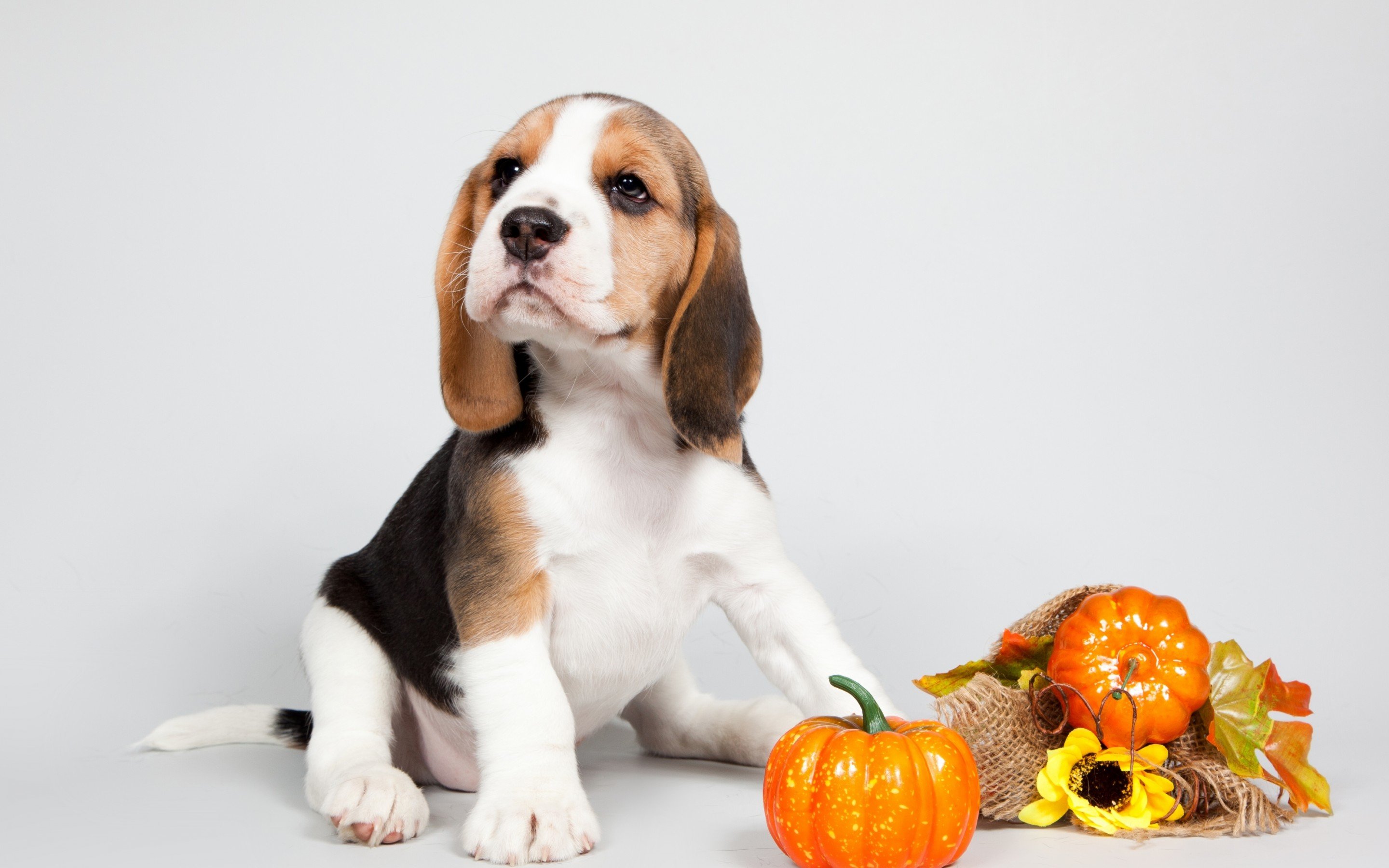 Free download Beagle background ID:294268 hd 2880x1800 for PC