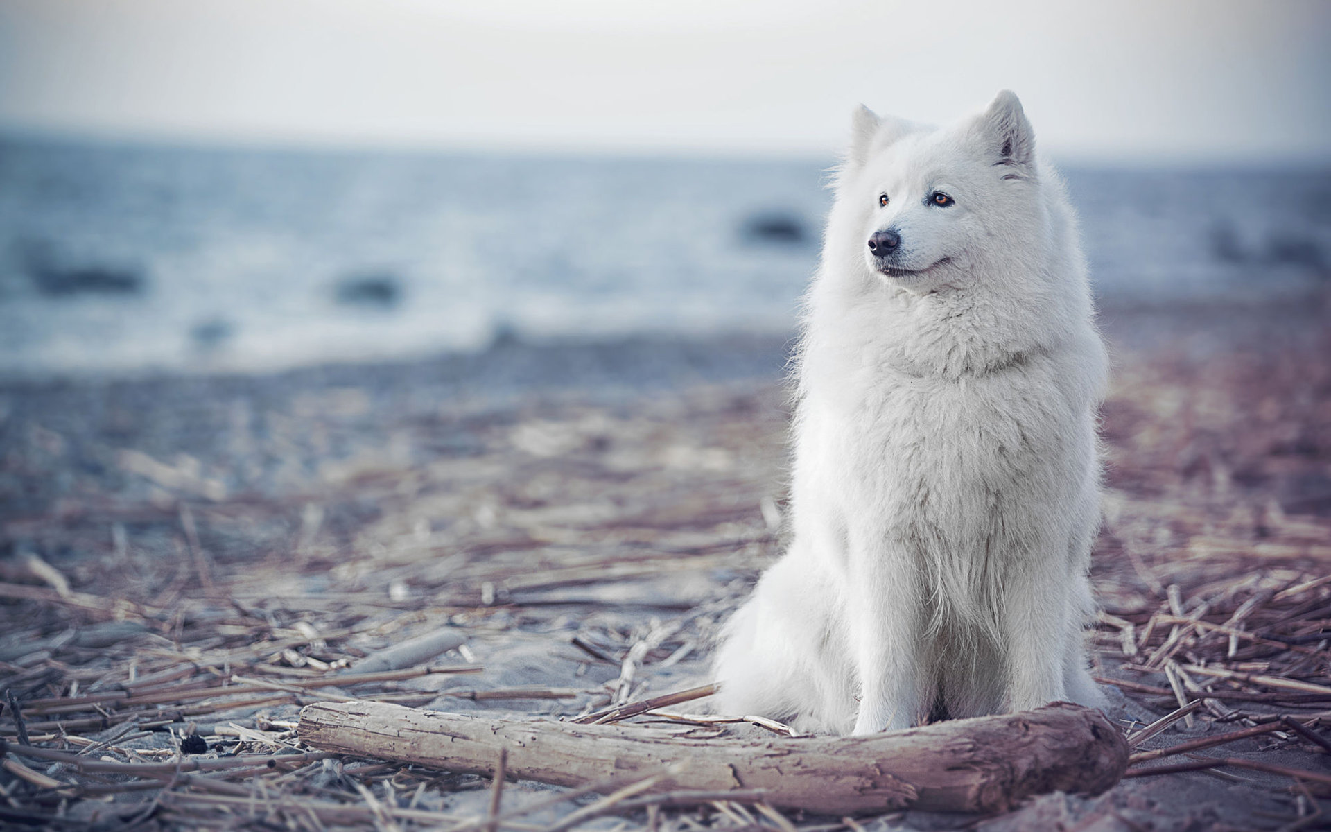 Download hd 1920x1200 Samoyed PC background ID:63152 for free