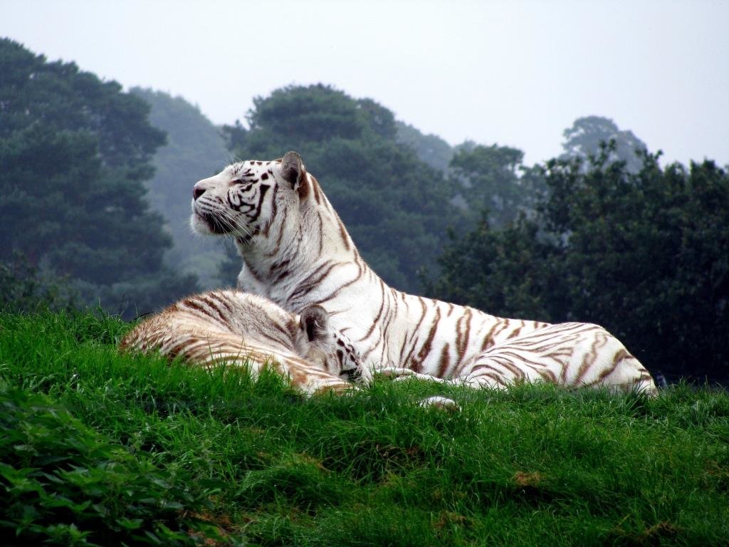 Best White Tiger wallpaper ID:174916 for High Resolution hd 1024x768 computer