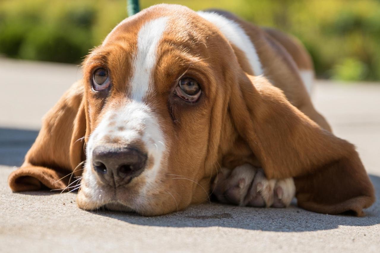 Awesome Basset Hound free wallpaper ID:214123 for hd 1280x854 desktop