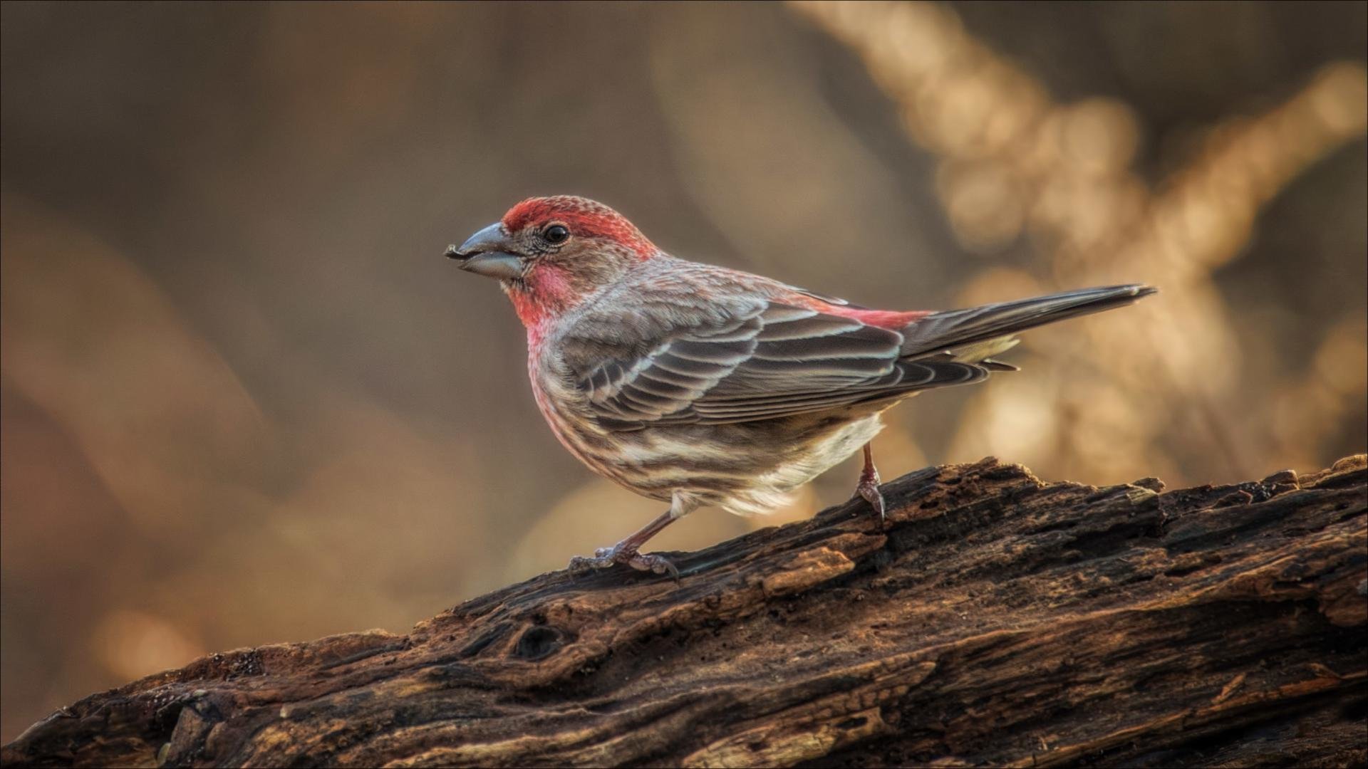 Free Finch high quality background ID:198957 for hd 1080p desktop