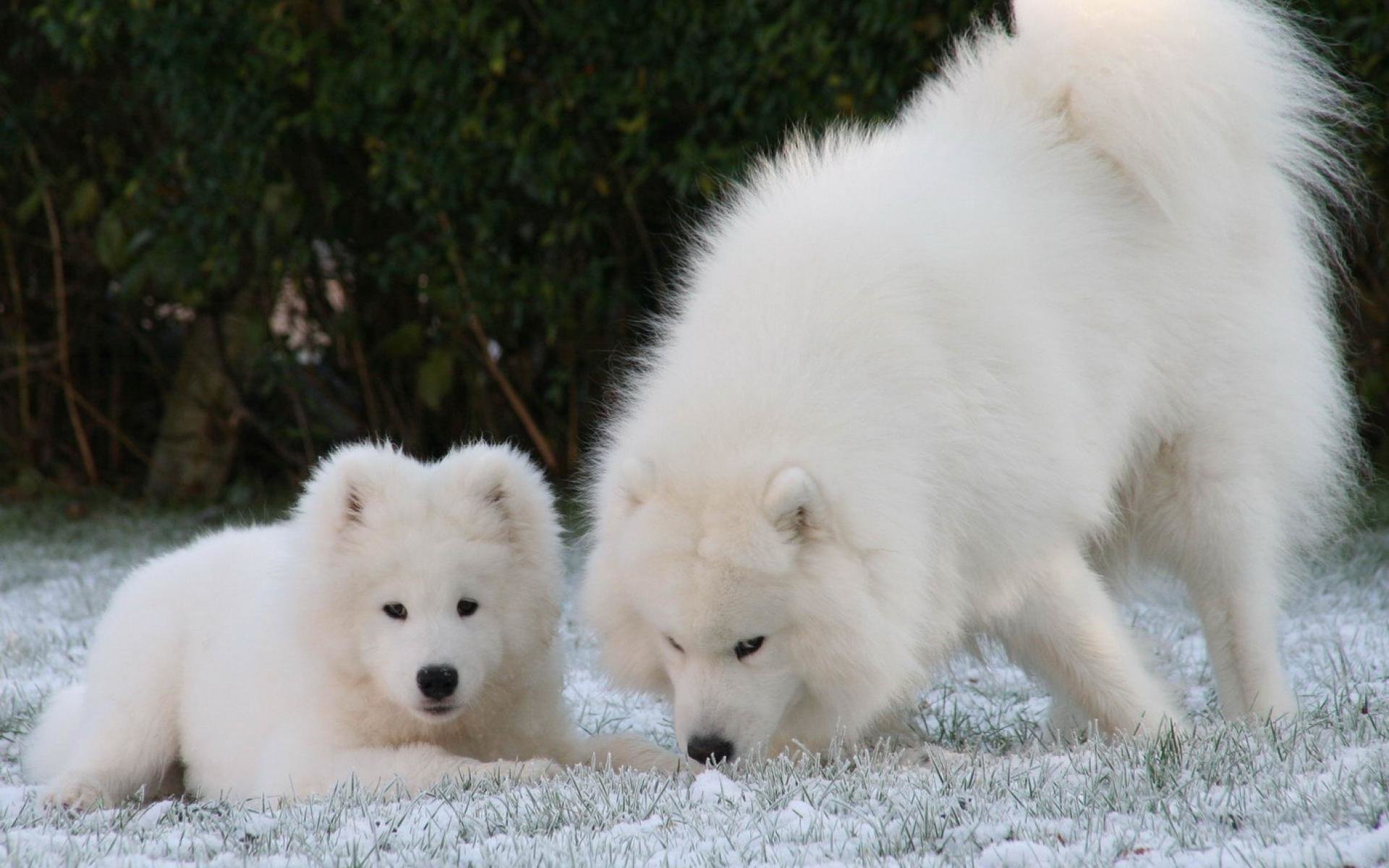 Free Samoyed high quality background ID:63151 for hd 1920x1200 computer