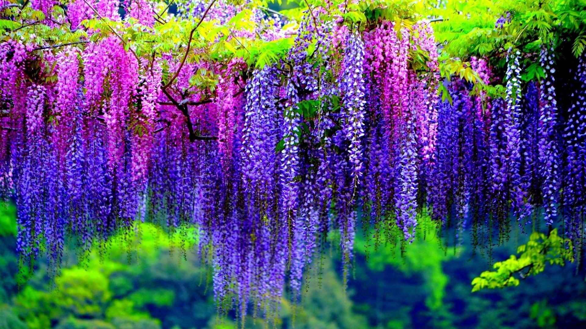 Free download Wisteria background ID:255026 full hd for PC