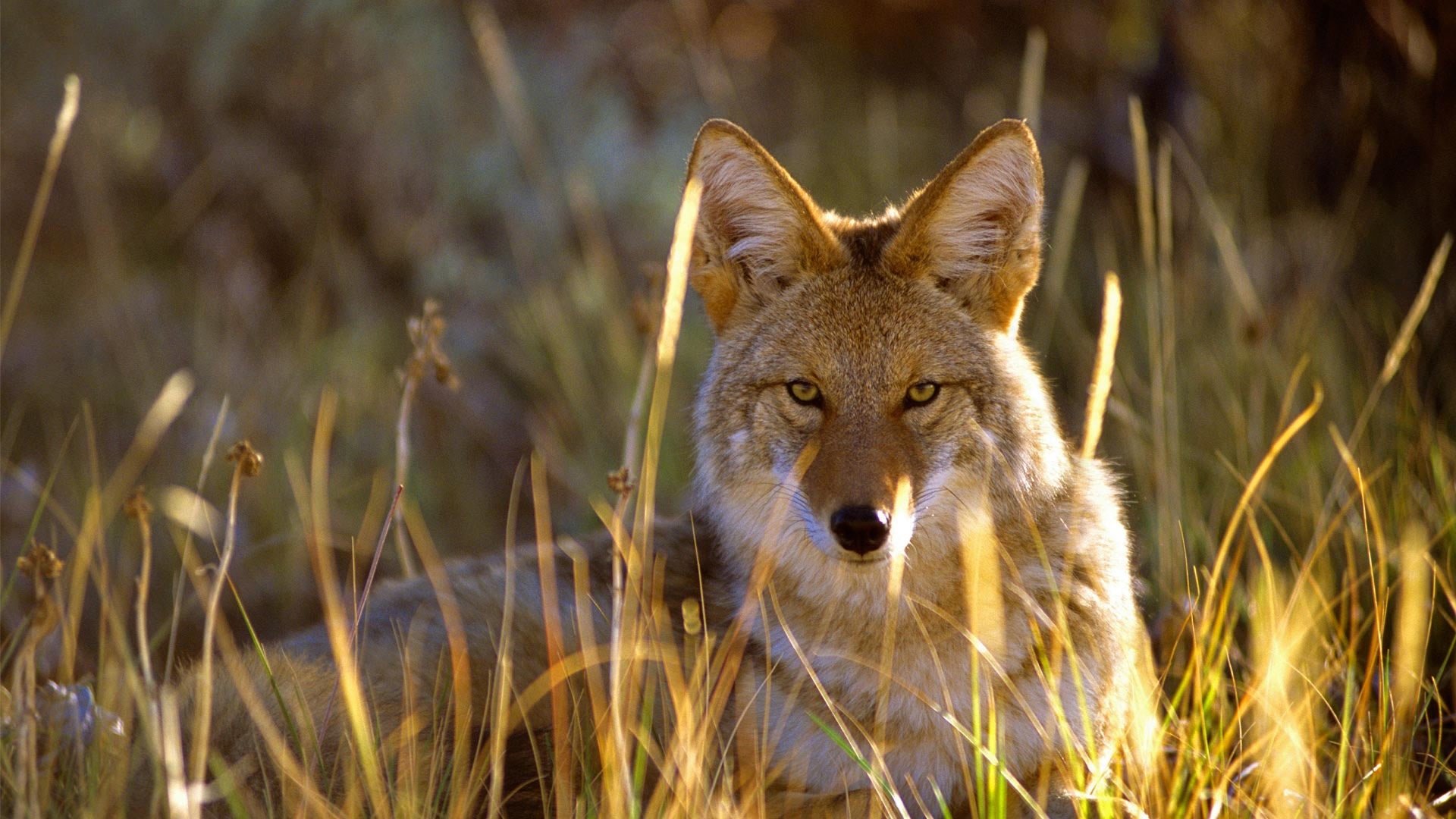 Free download Coyote wallpaper ID:357093 1080p for PC