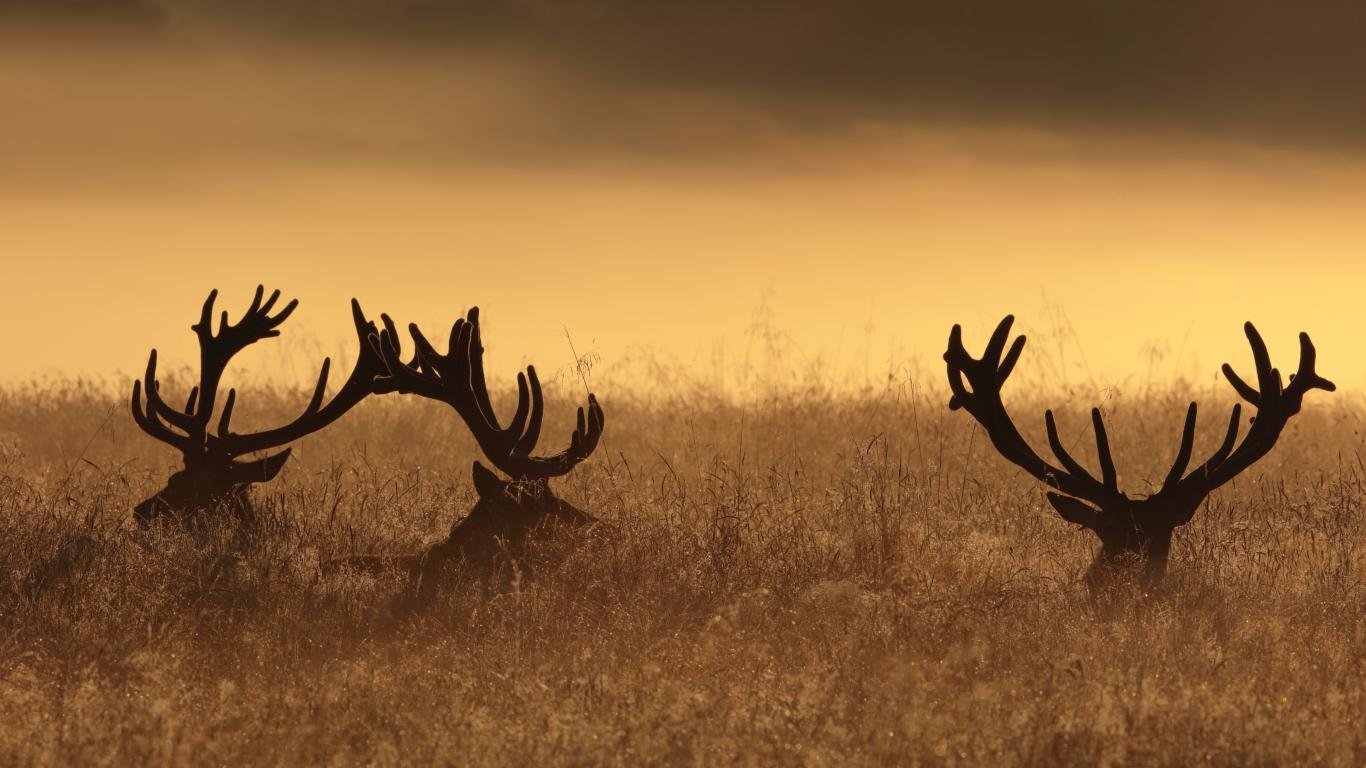 Awesome Deer free background ID:238623 for 1366x768 laptop desktop