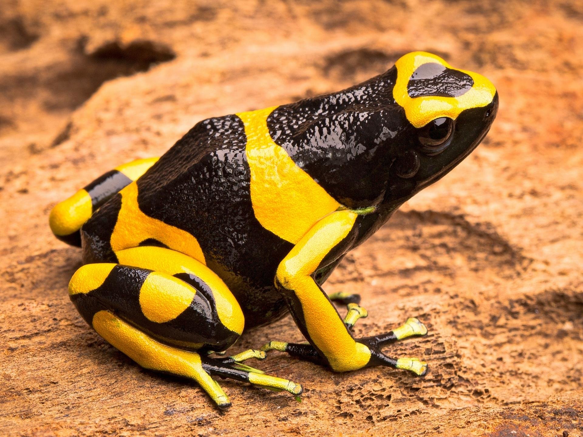 High resolution Poison Dart Frog hd 1920x1440 wallpaper ID:253511 for PC