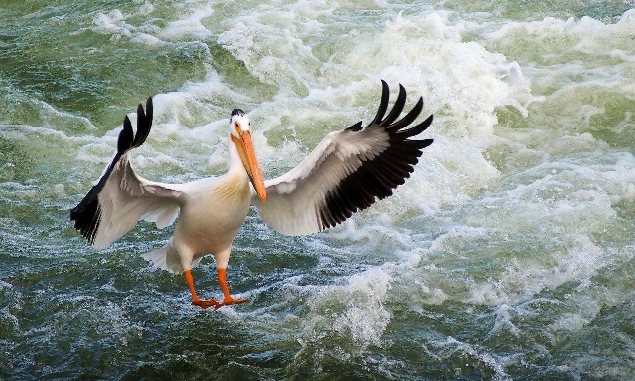 Awesome Pelican free background ID:189549 for hd 1280x768 PC