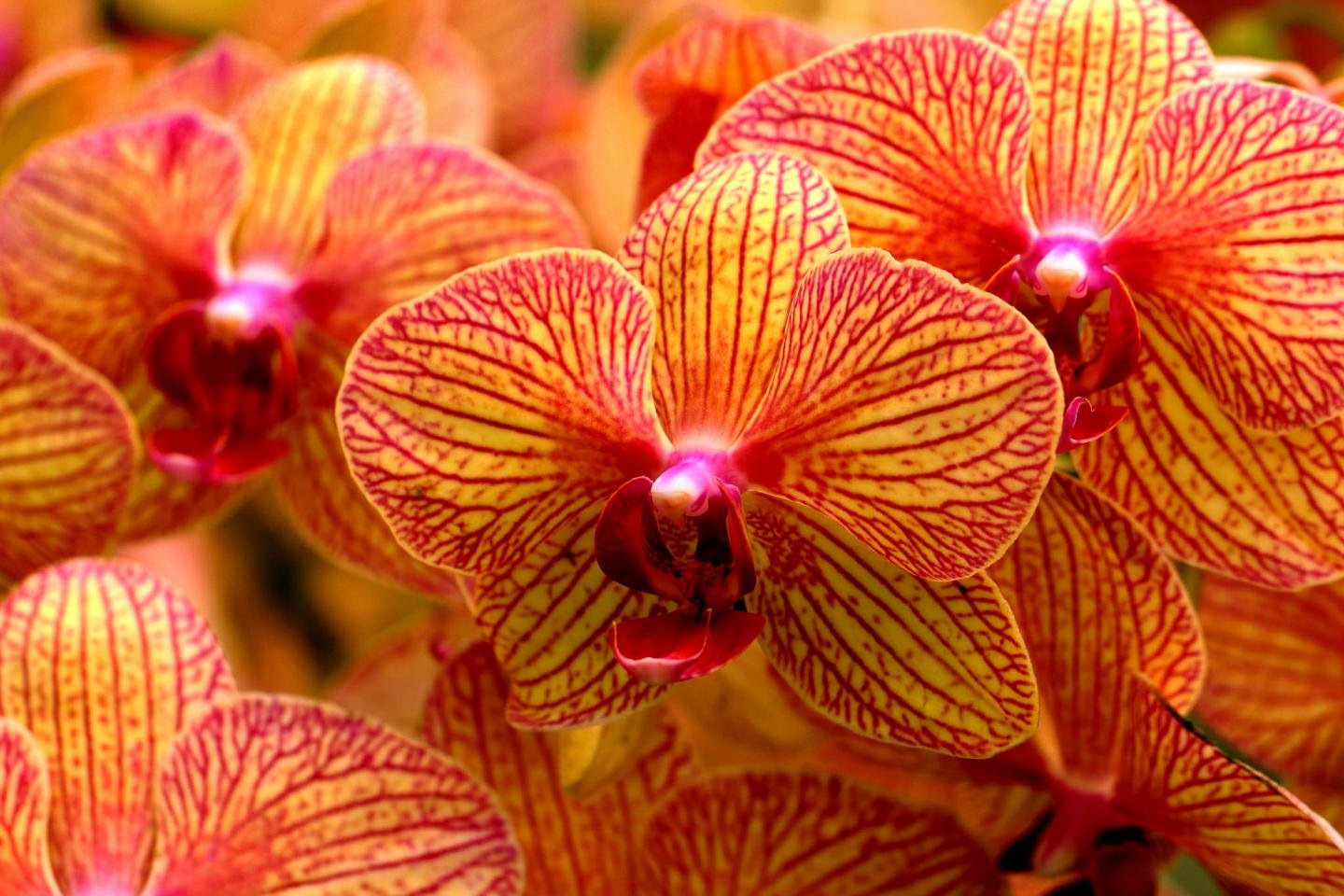 Free Orchid high quality background ID:449401 for hd 1440x960 PC