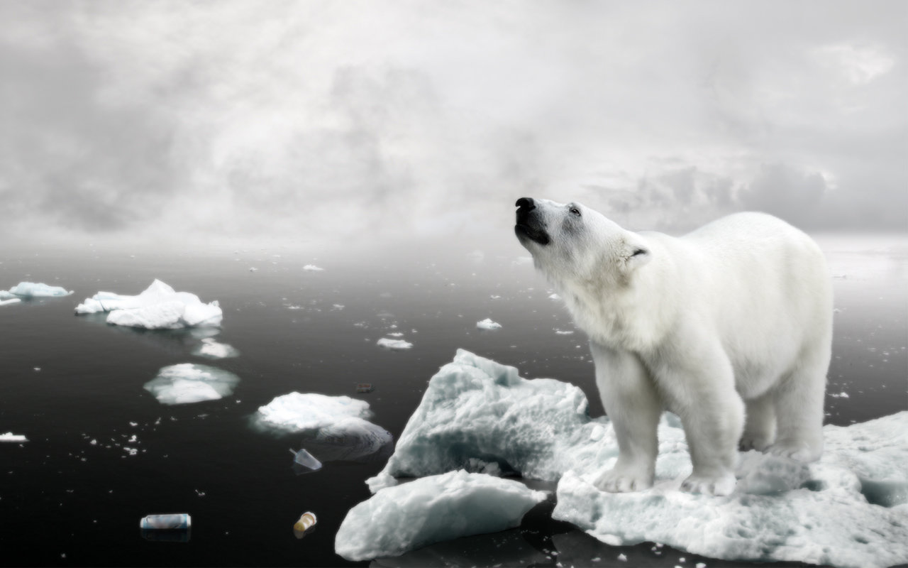 Download hd 1280x800 Polar Bear PC background ID:360022 for free