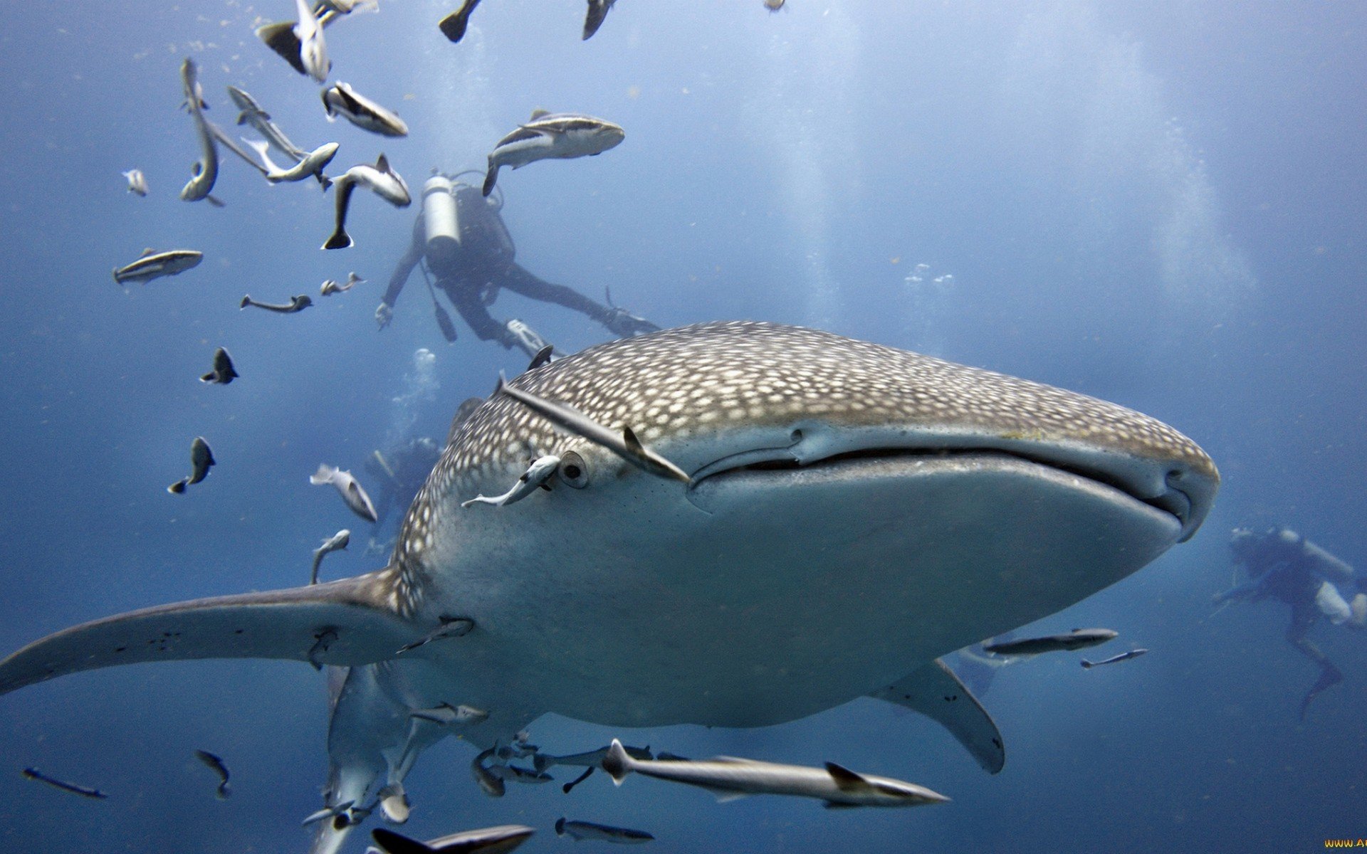 High resolution Whale Shark hd 1920x1200 background ID:134830 for PC