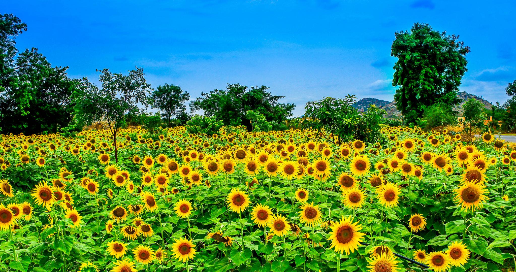 Awesome Sunflower free wallpaper ID:226379 for hd 2048x1080 PC
