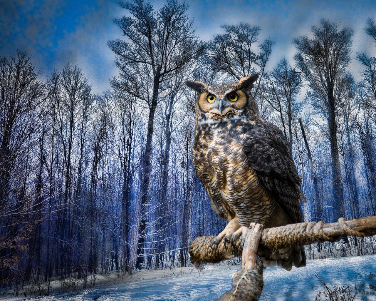 Download hd 1280x1024 Owl computer wallpaper ID:237017 for free