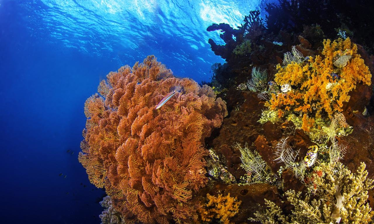 Free Coral reef high quality wallpaper ID:444807 for hd 1280x768 computer