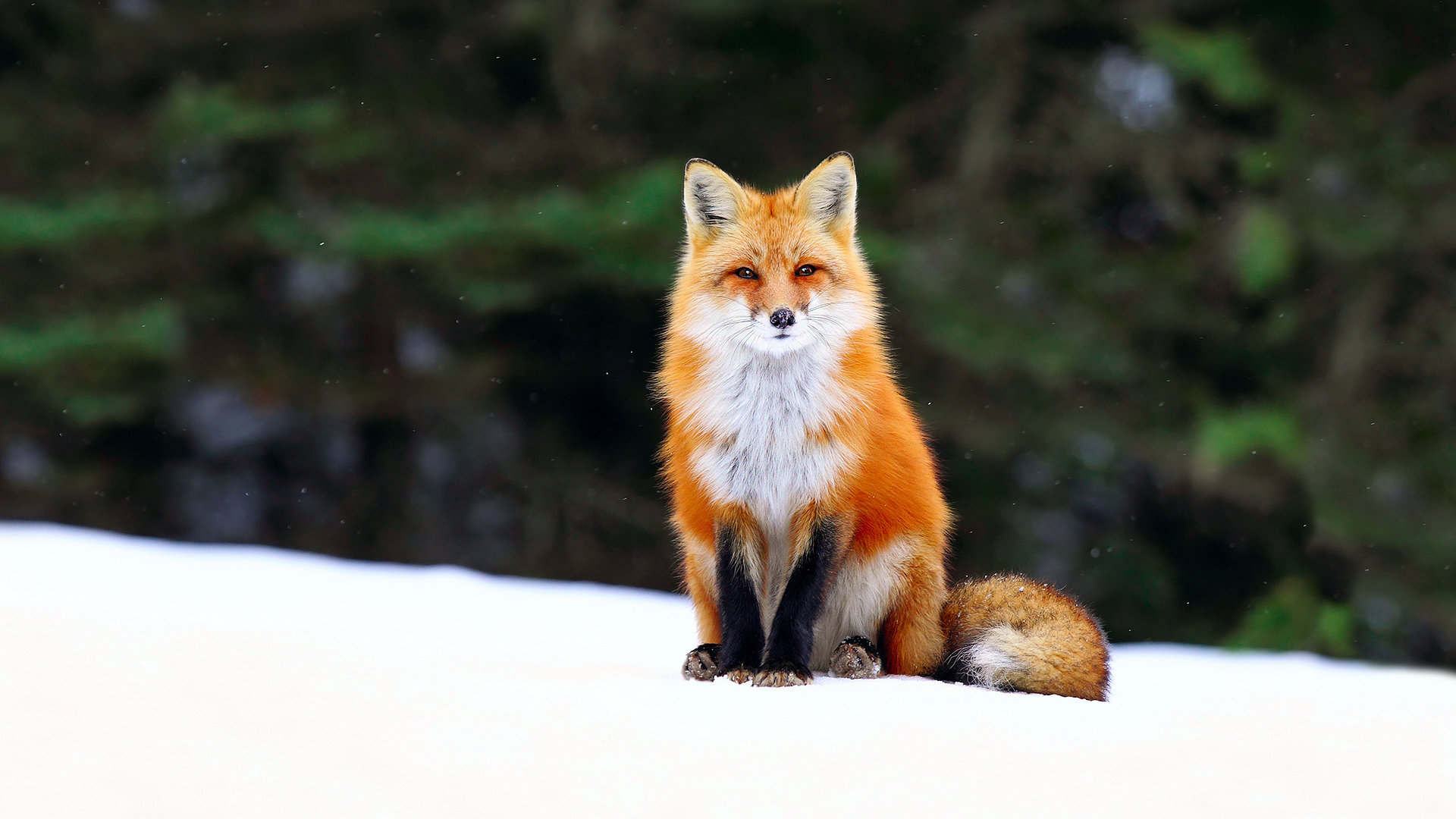 Awesome Fox free background ID:58789 for full hd 1080p desktop
