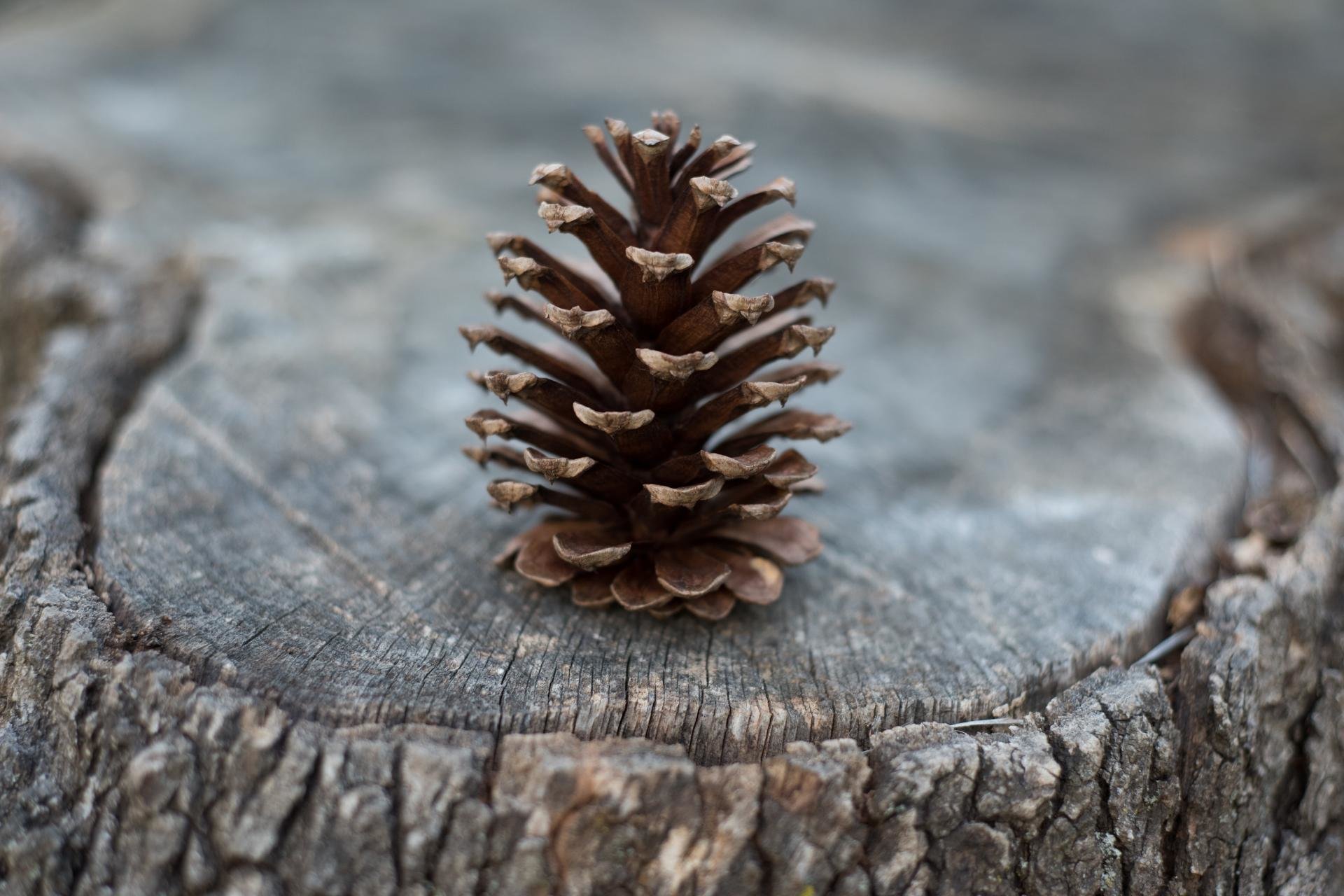 Free download Pine Cone background ID:463618 hd 1920x1280 for desktop