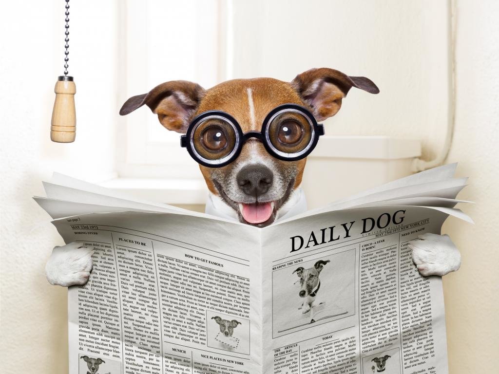 Best Funny dog background ID:219328 for High Resolution hd 1024x768 computer