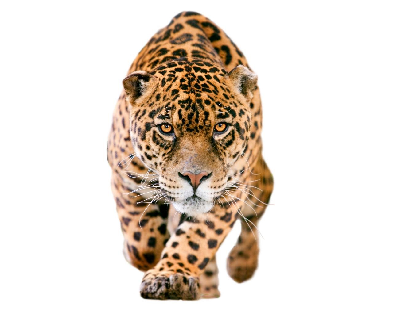 Awesome Jaguar free wallpaper ID:30246 for hd 1280x1024 computer