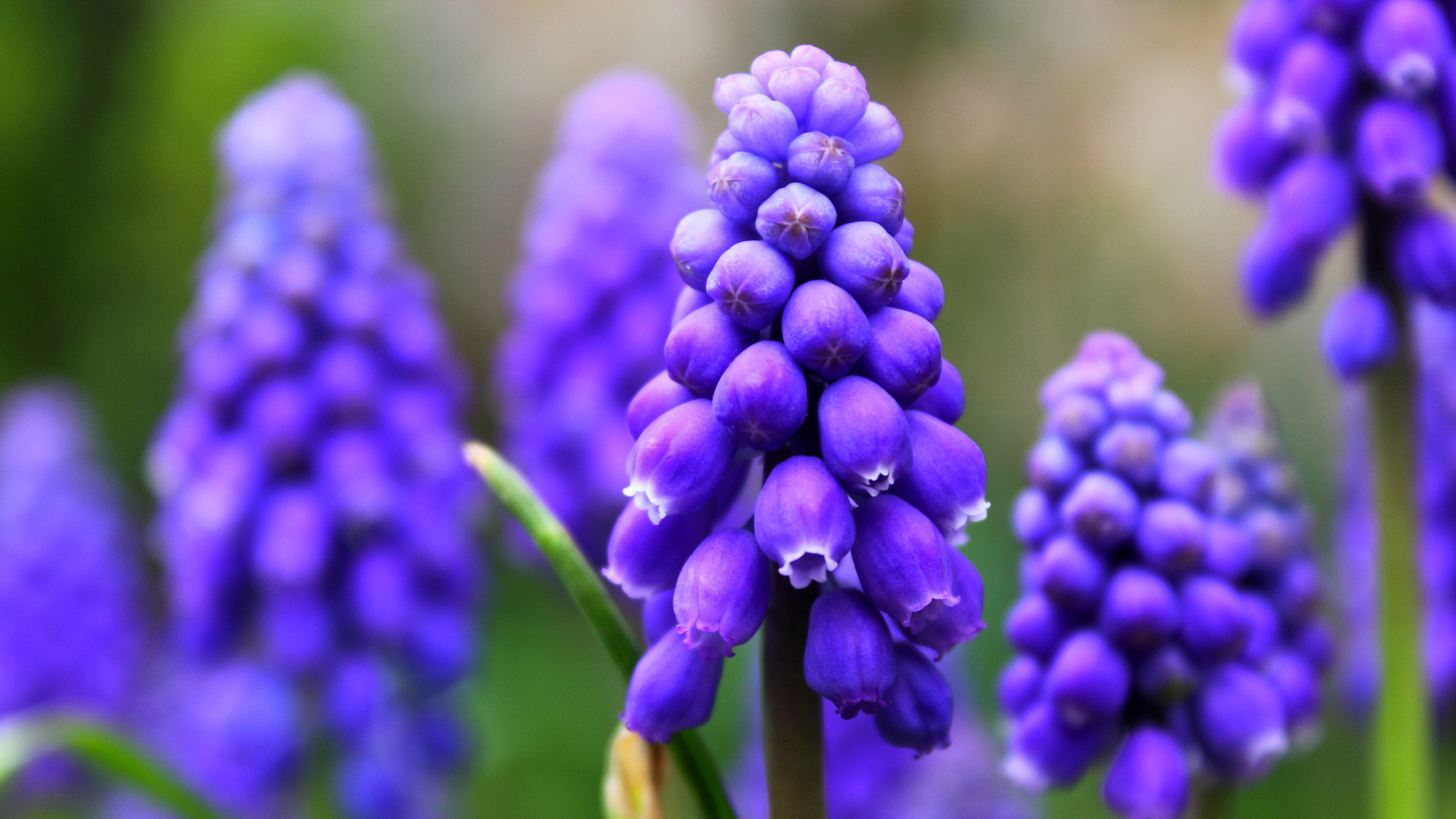 Free Hyacinth high quality background ID:155944 for hd 2560x1440 computer