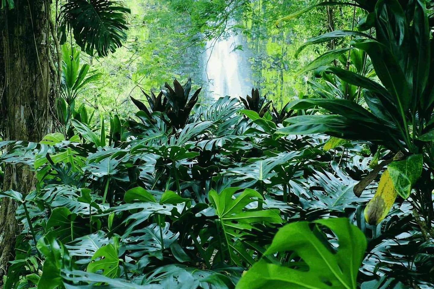 Best Jungle background ID:447093 for High Resolution hd 1440x960 computer