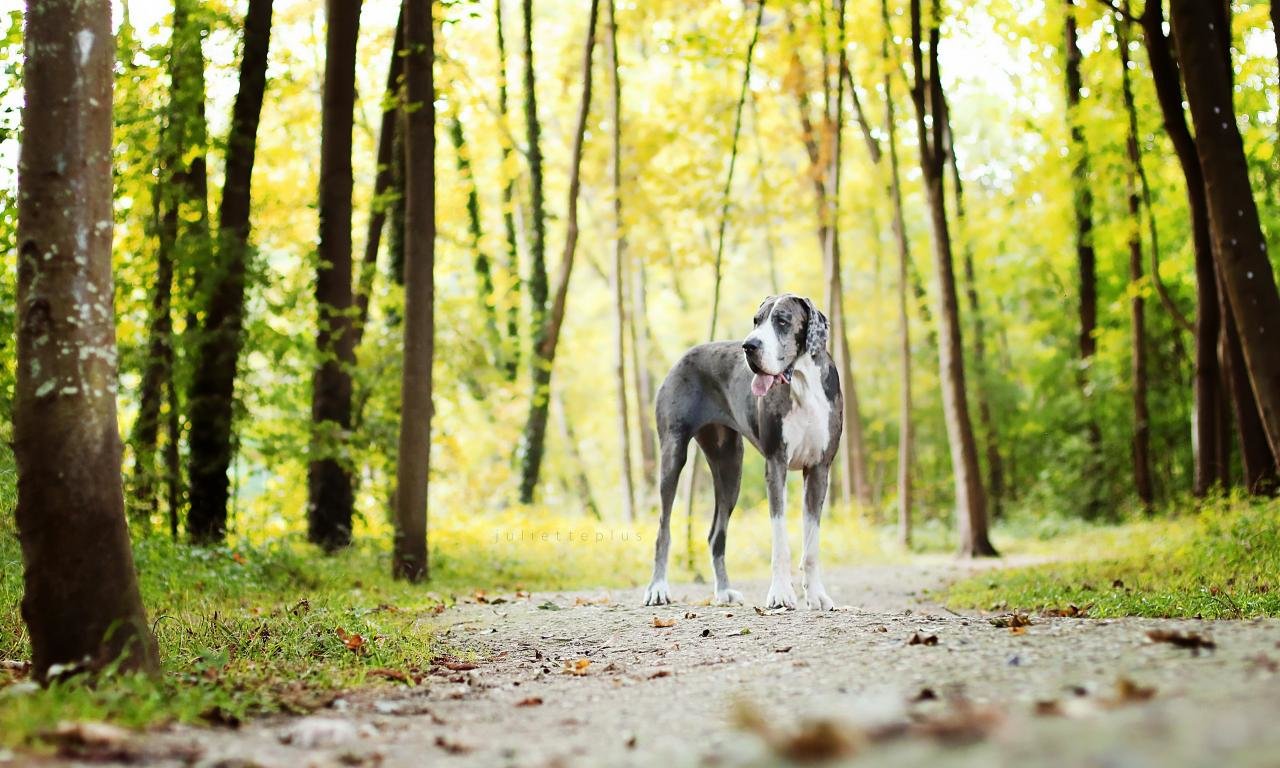 Best Great Dane background ID:303771 for High Resolution hd 1280x768 PC
