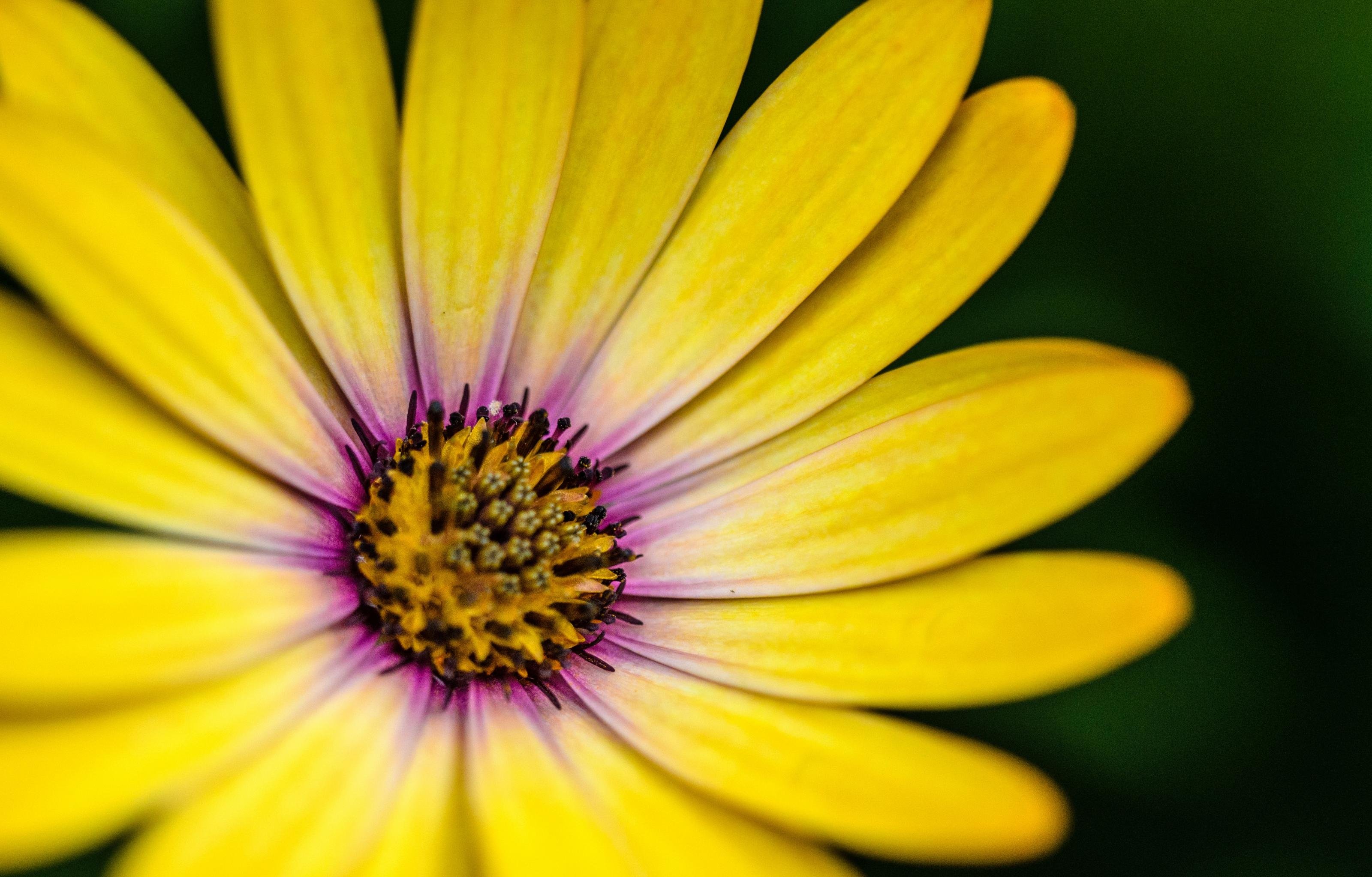 High resolution Daisy hd 3200x2048 wallpaper ID:363205 for PC