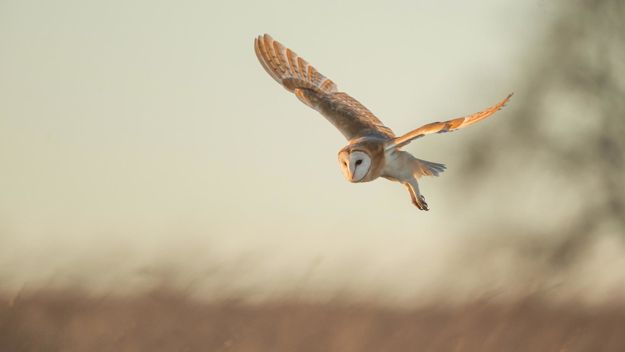 Download hd 2048x1152 Barn Owl computer background ID:81566 for free