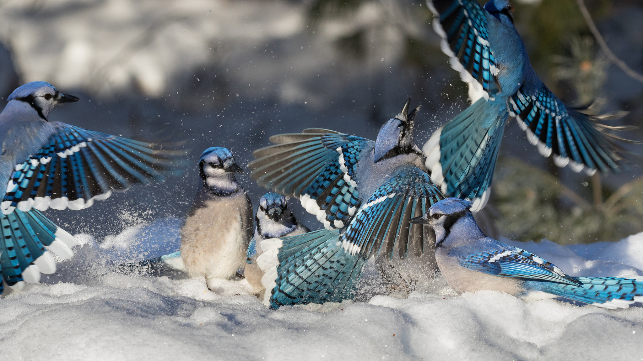 Download hd 2048x1152 Blue Jay desktop background ID:158378 for free