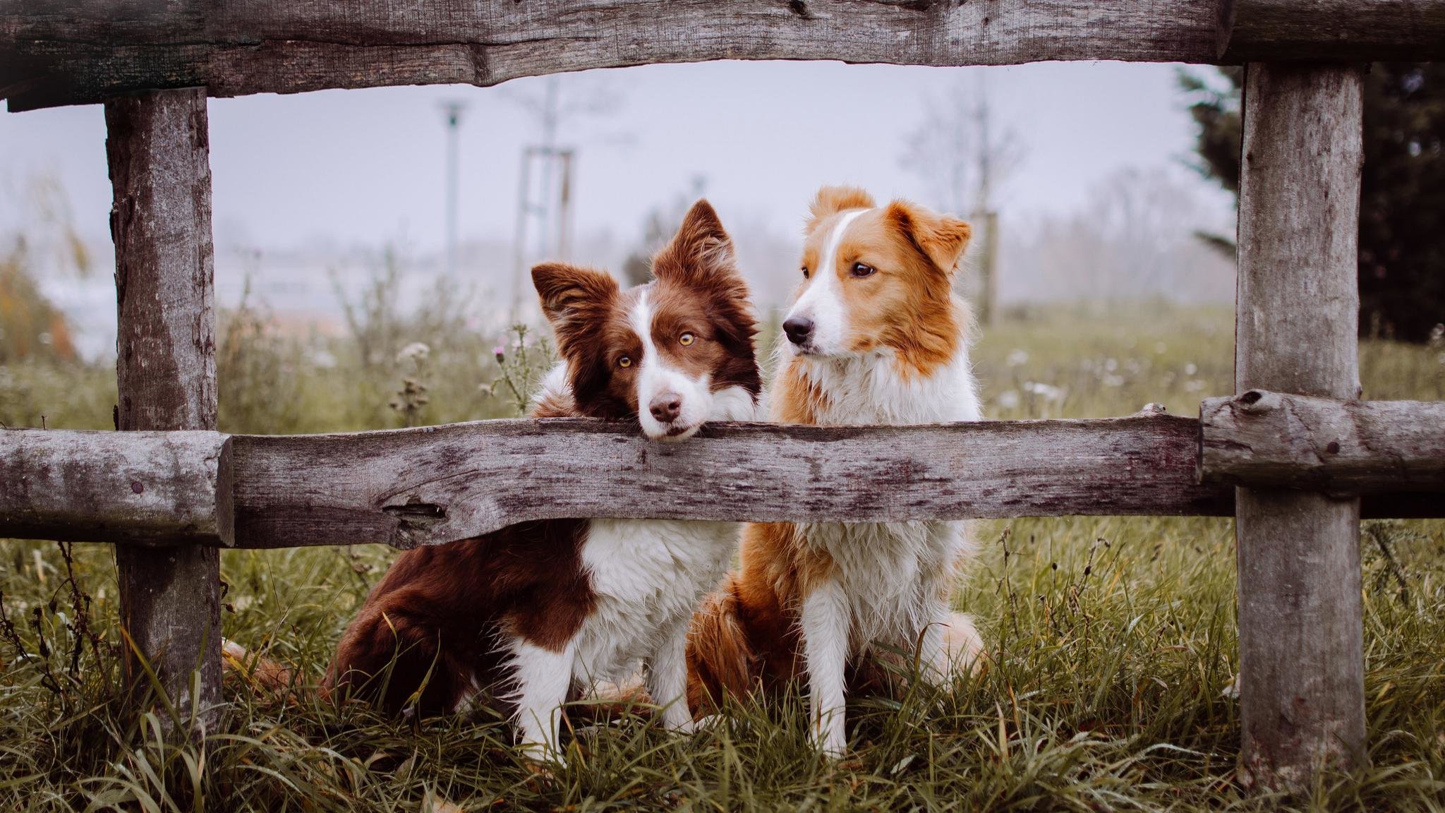 Free Border Collie high quality background ID:165876 for hd 2048x1152 PC