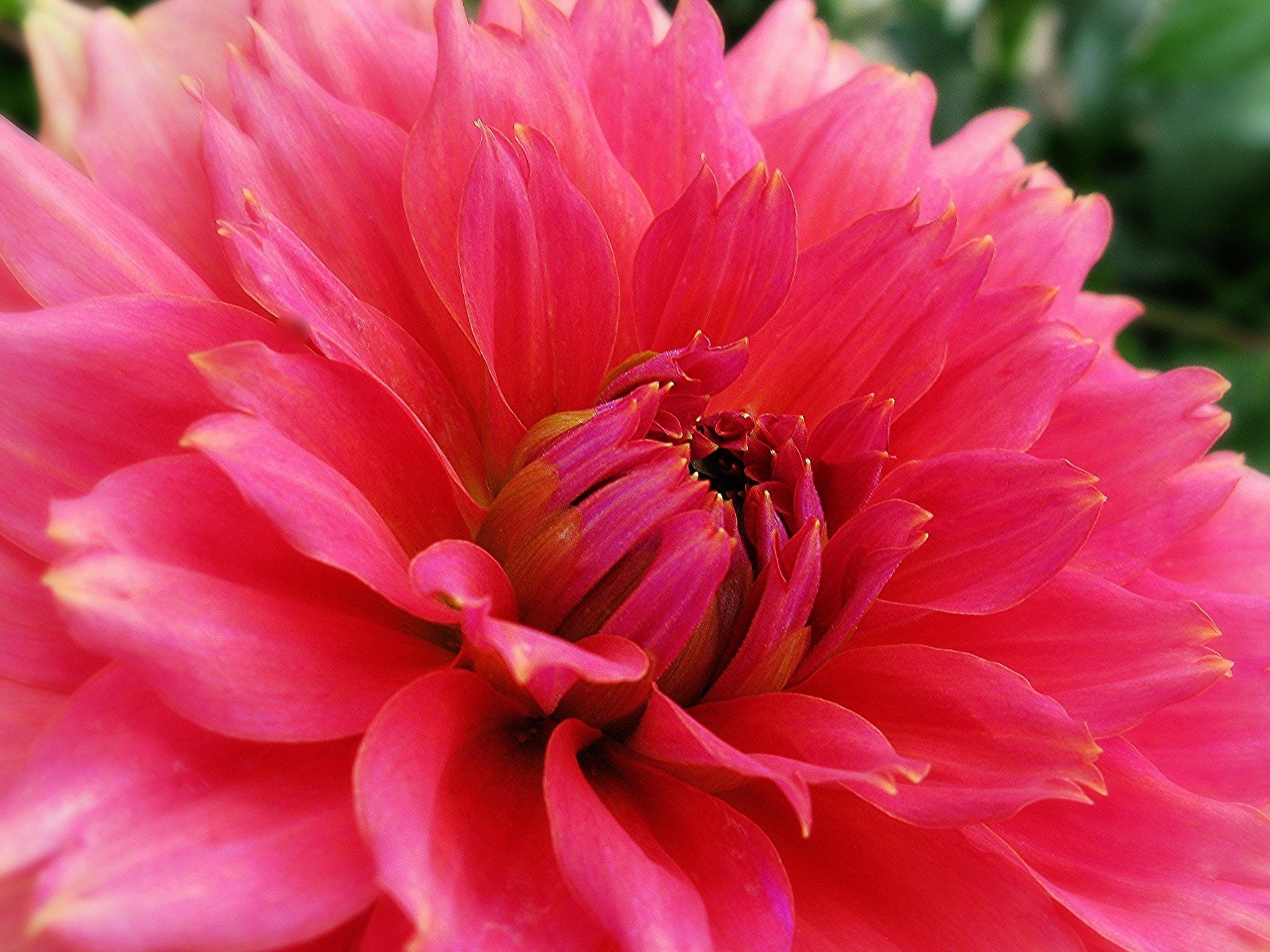 Free Dahlia high quality background ID:174595 for hd 2048x1536 computer