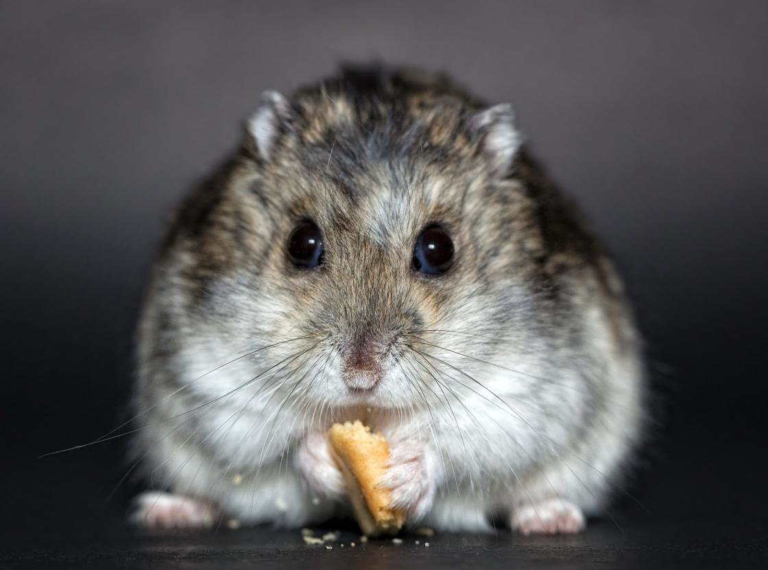 Free Hamster high quality background ID:234067 for hd 1120x832 PC