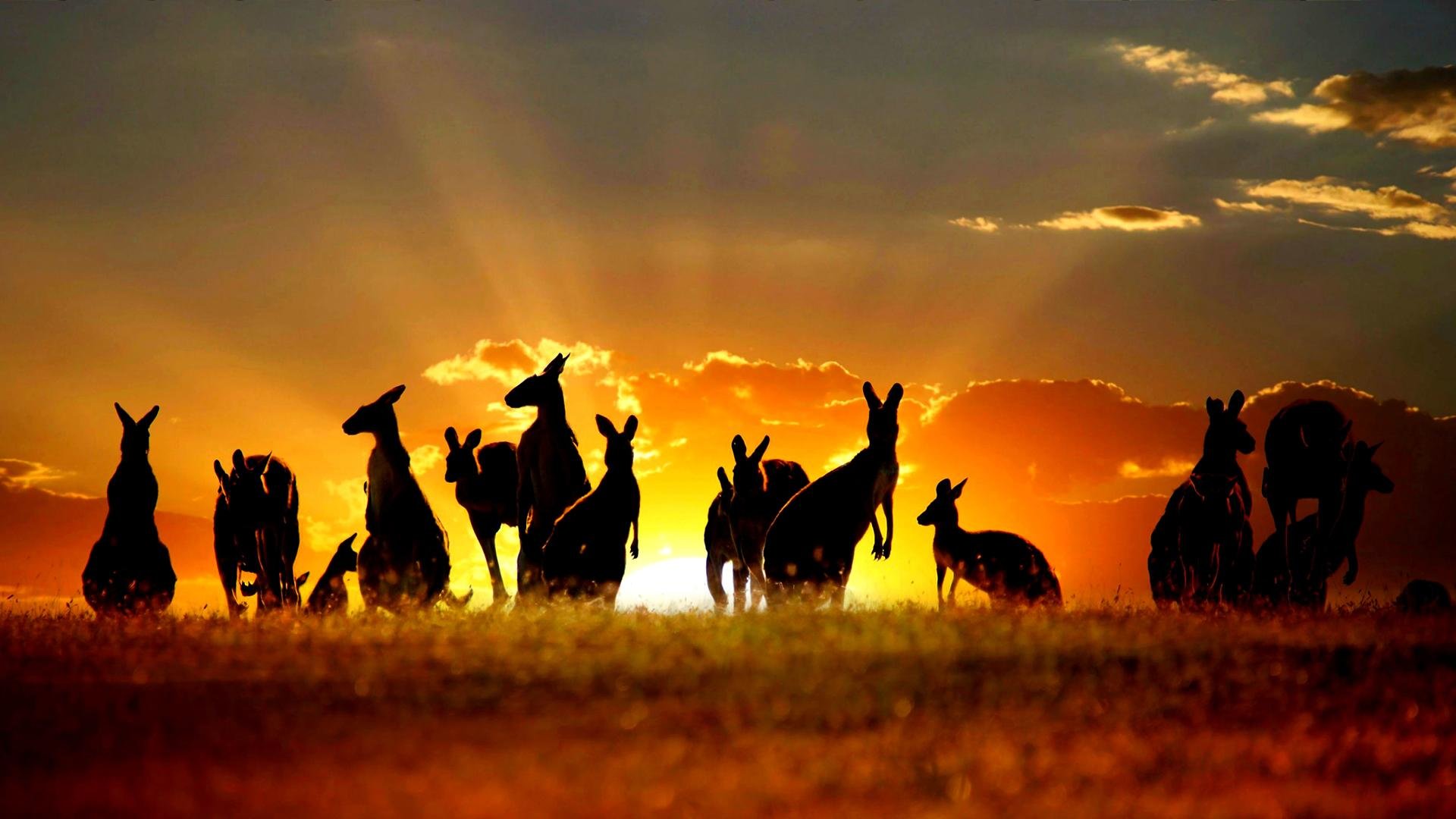 Download hd 1920x1080 Kangaroo PC background ID:122493 for free