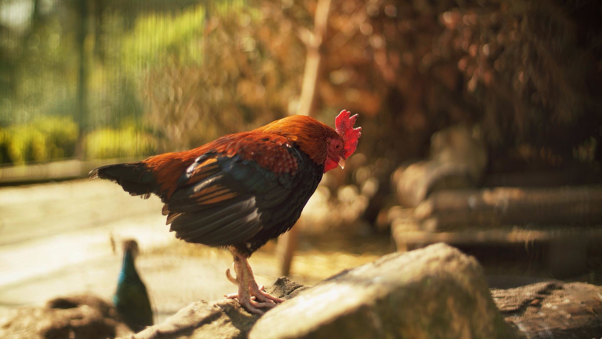 Free Rooster high quality wallpaper ID:123608 for hd 2048x1152 PC
