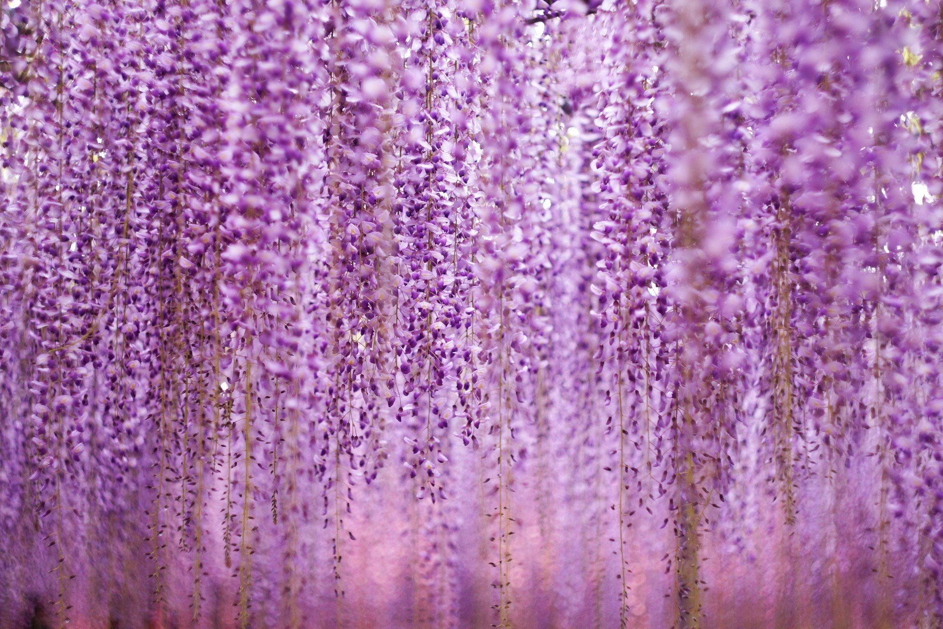 Best Wisteria wallpaper ID:255034 for High Resolution hd 1920x1280 computer