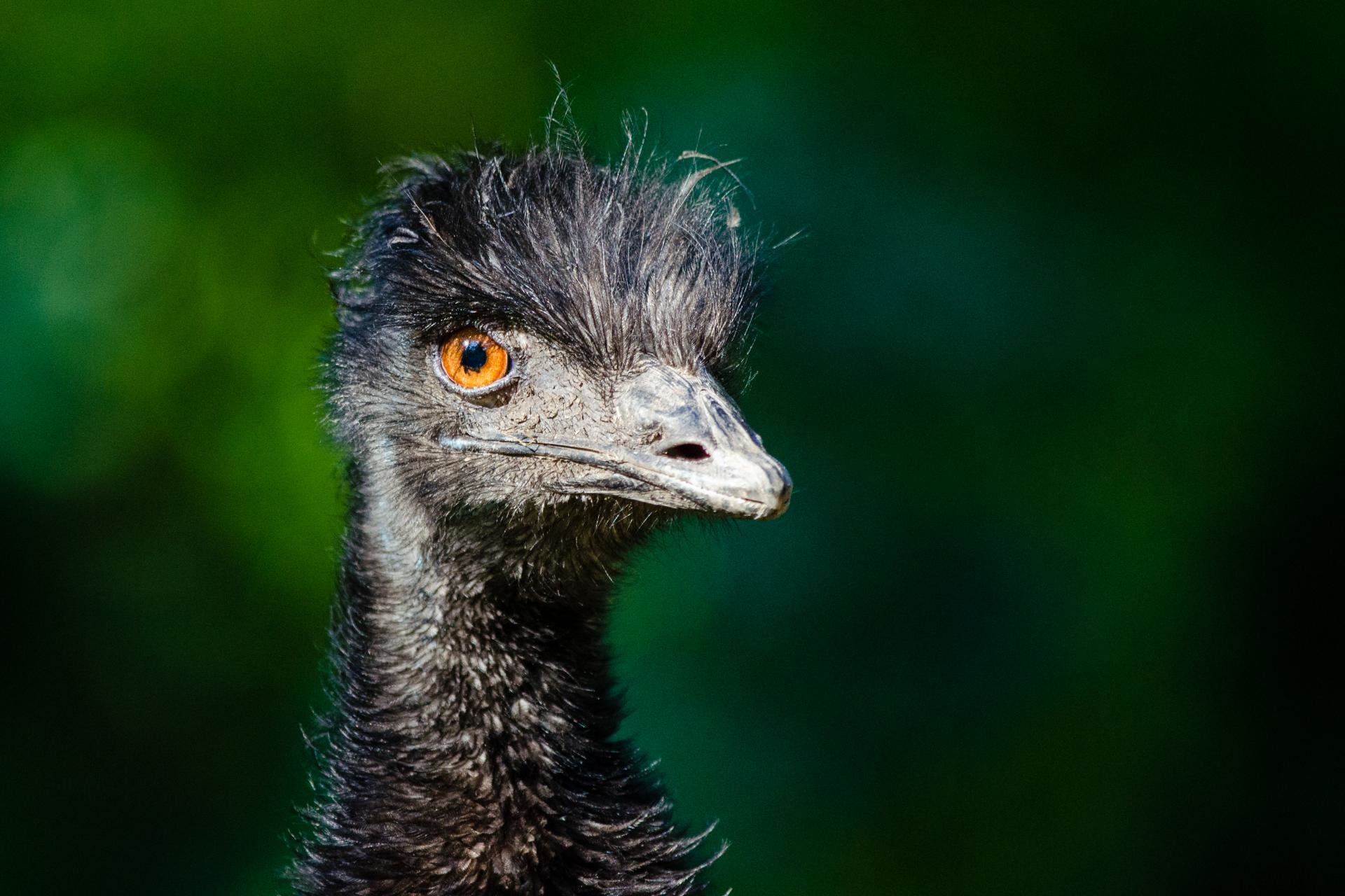 Download hd 1920x1280 Ostrich PC background ID:290162 for free