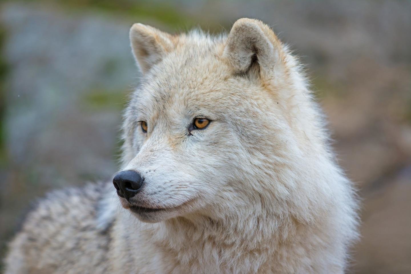 Awesome Arctic Wolf free background ID:233919 for hd 1440x960 PC