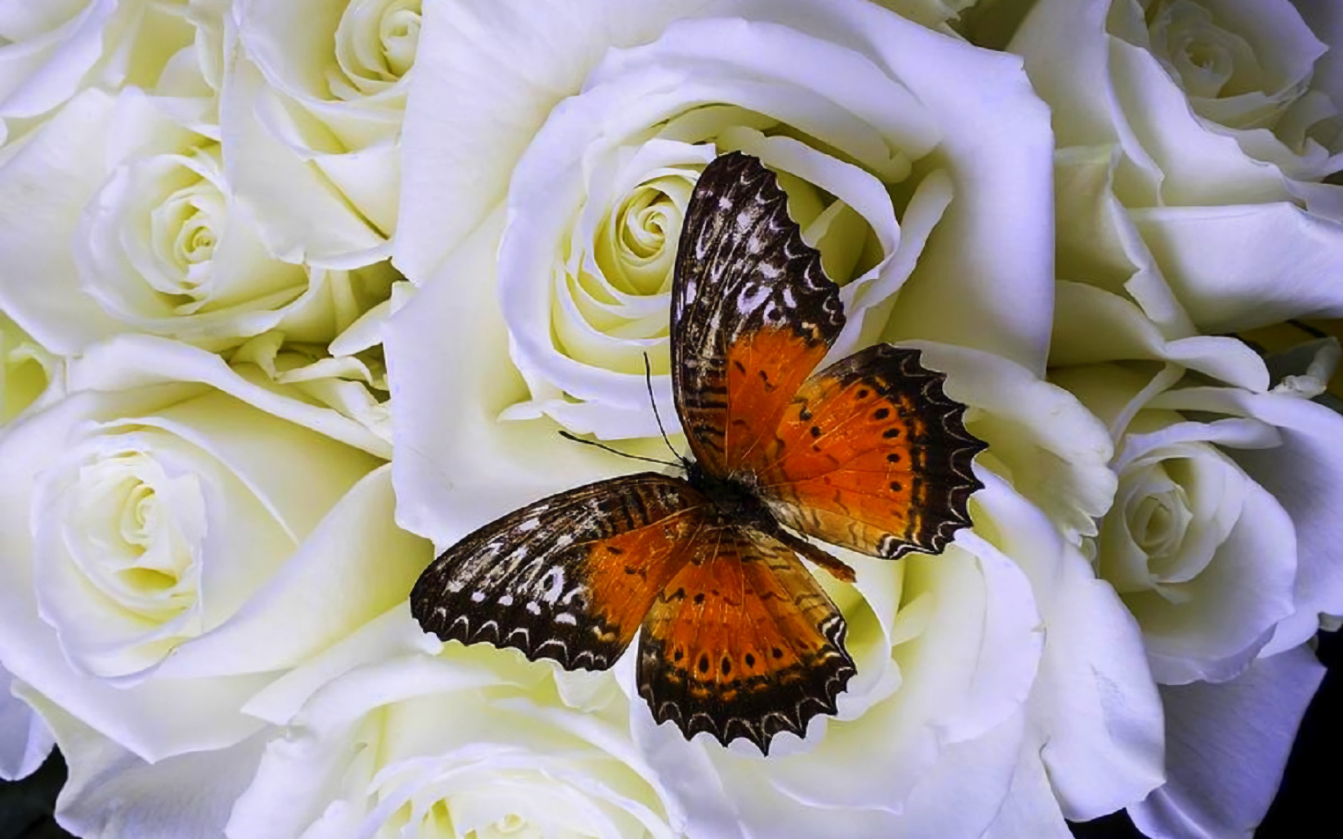 High resolution Butterfly hd 1920x1200 wallpaper ID:168697 for PC
