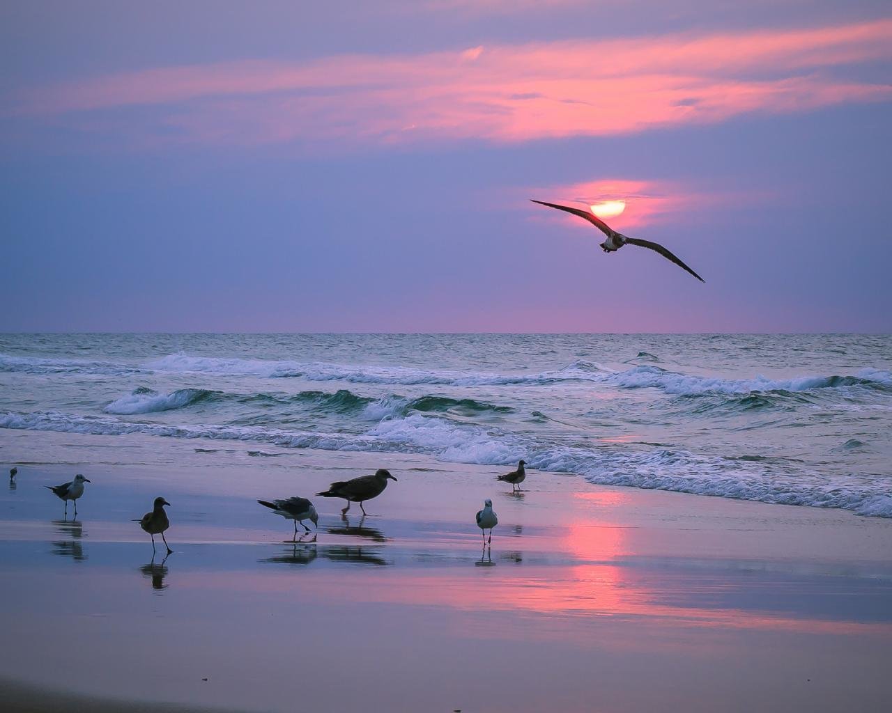 Free download Seagull background ID:66894 hd 1280x1024 for desktop