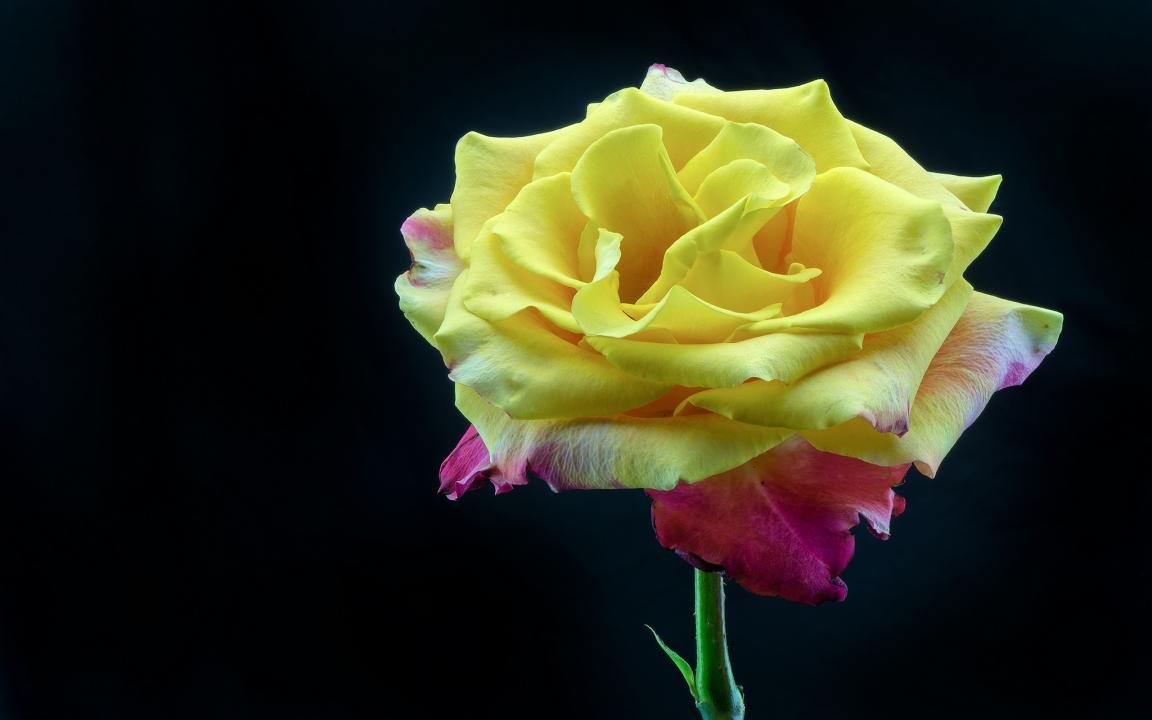 Free Rose high quality wallpaper ID:471759 for hd 1152x720 computer