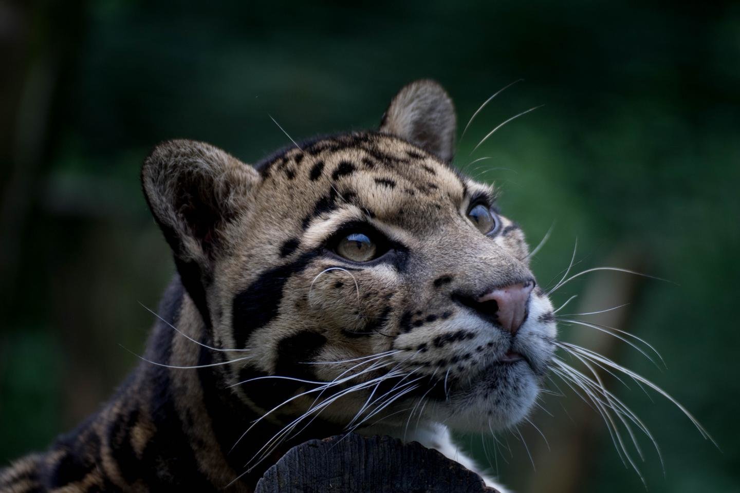 Free Clouded Leopard high quality background ID:260362 for hd 1440x960 desktop
